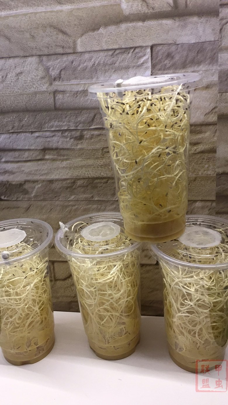 果蝇杯螳螂小幼虫家用粘板果蝇盒饲料养蝇杯爬虫杯昆虫杯活物树蛙