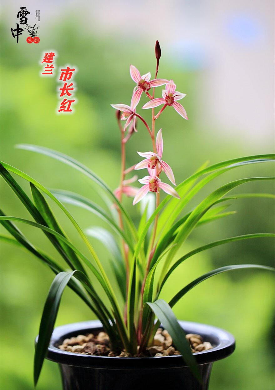 雪中花苗当年盆栽花卉室内美观清雅四季兰花时令草本花卉