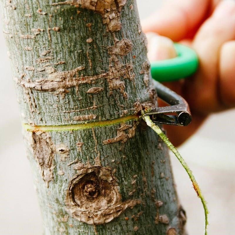 环割刀不锈枣树果树树皮环剥刀环树剪刀修剪树木剪刀