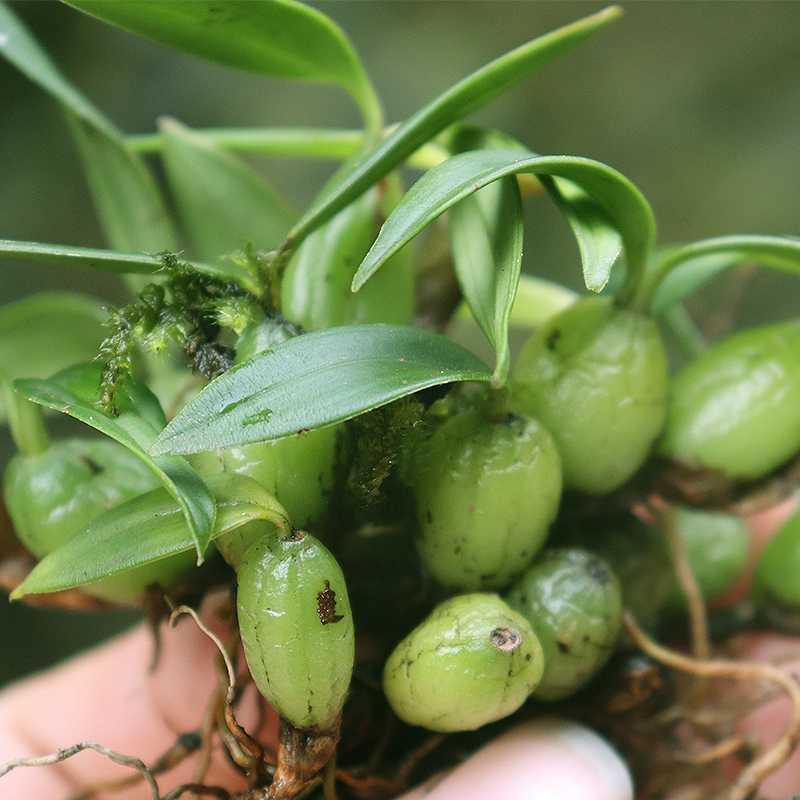 小号仙桃材料补品炖汤中草药盆栽种植包邮石双叶其他药食同源食品