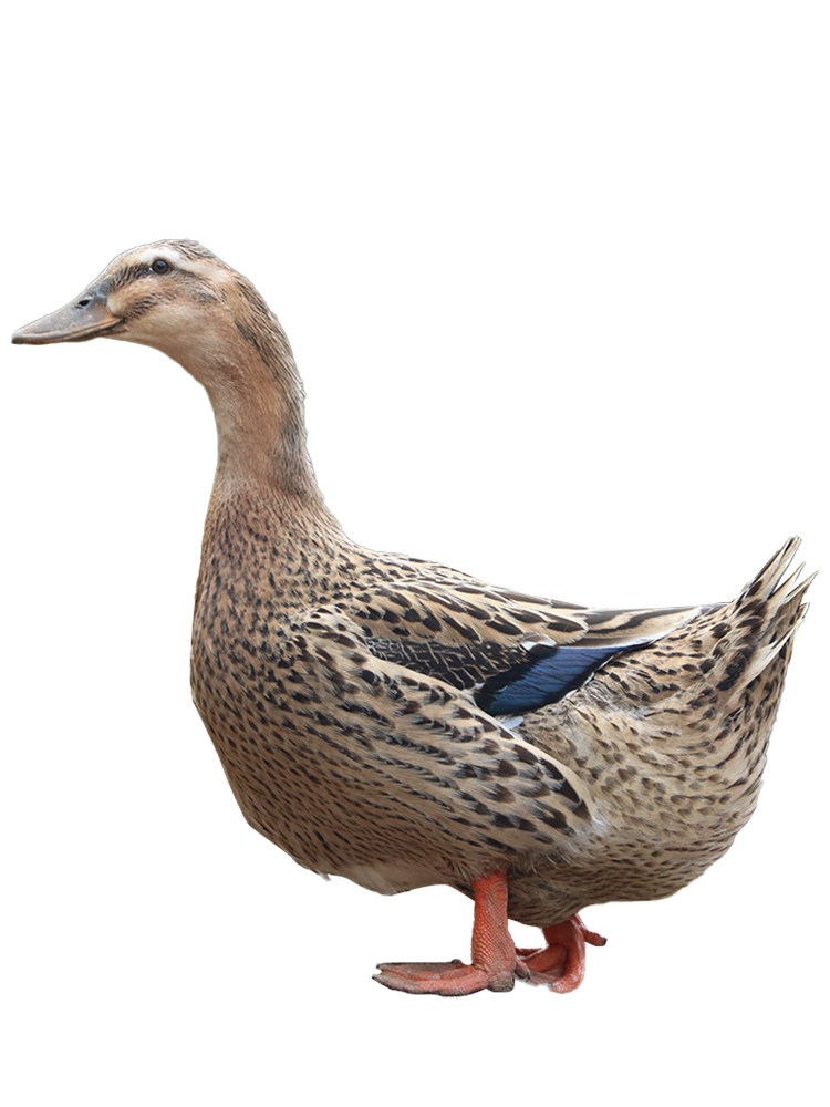 麻鸭正宗新鲜活体现鲜活鸭子肉整只农家老麻煲汤鸭肉