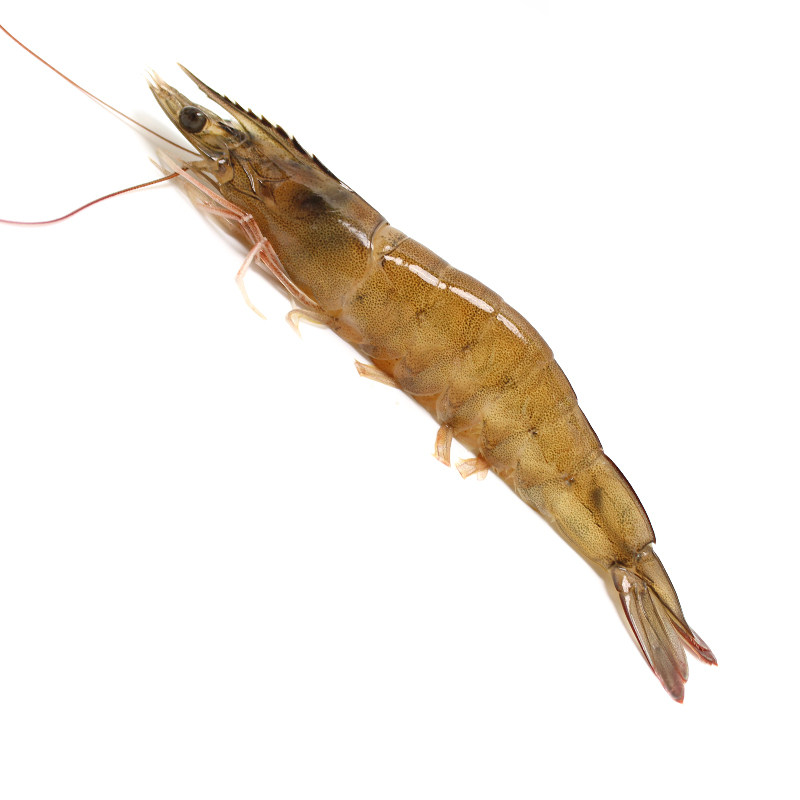 500g北京闪送海白虾鲜活海鲜明虾白大对虾堪比基围虾青岛超大青虾