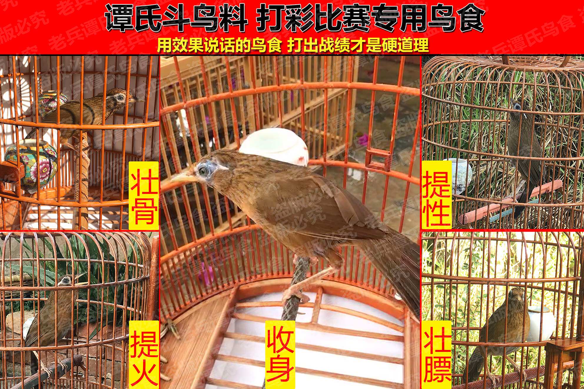 养生营养画眉鸟贵州谭氏4号生头亮羽壮膘提性斗鸟食
