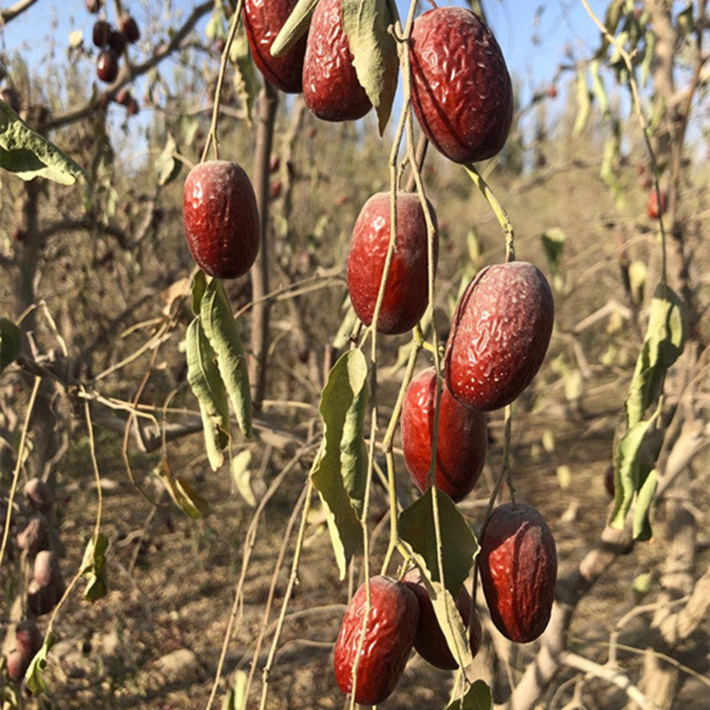 灰枣特级新疆未洗带土自然吊干原生态若羌4斤枣类制品