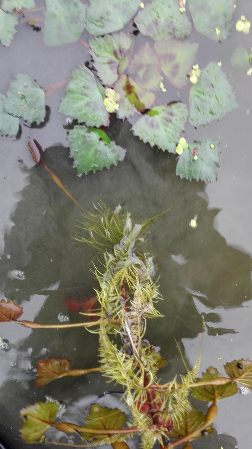 菱角种苗池塘水生植物二角红菱苗包绿植