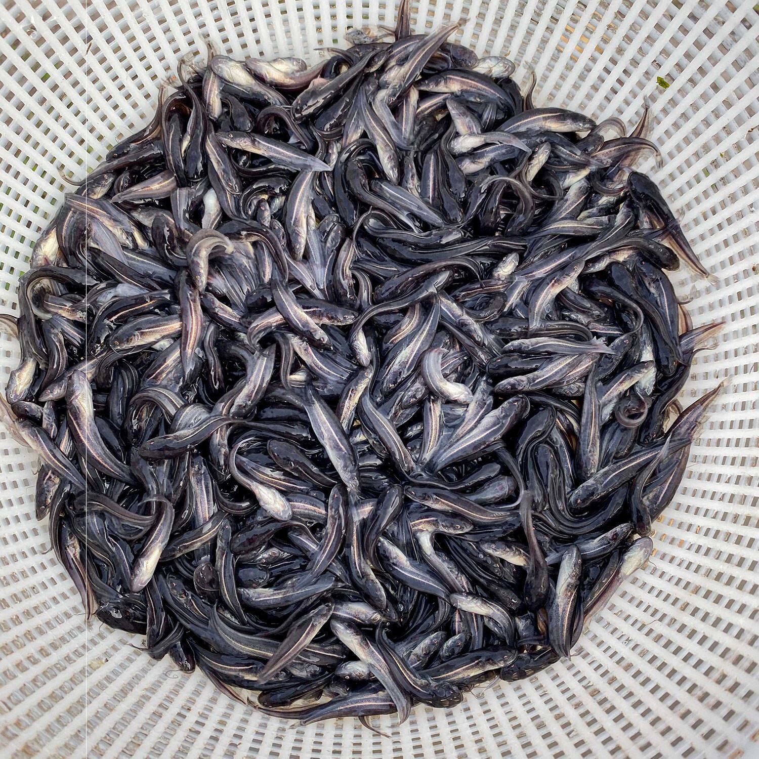 鱼苗大口鲶鱼红尾巨型土鲶南方鲶河六须胡子鱼