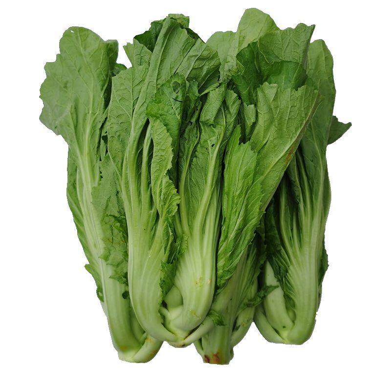 云南高山蔬菜青叶5斤大棵整株芥菜腌制酸菜鱼叶菜类