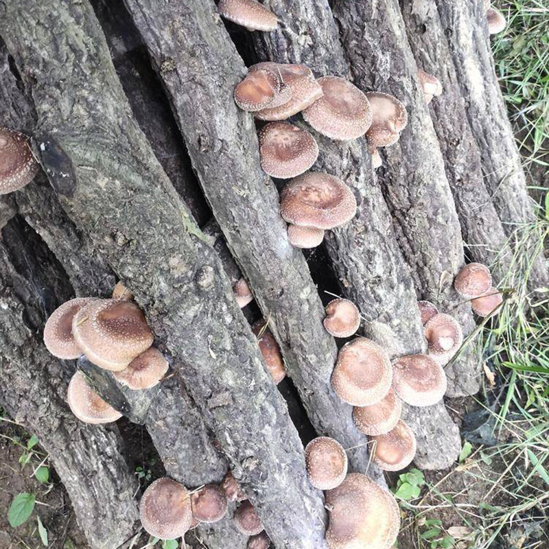 香菇菌种种植高产椴木菌包栽培木头平菇食用菌多肉植物