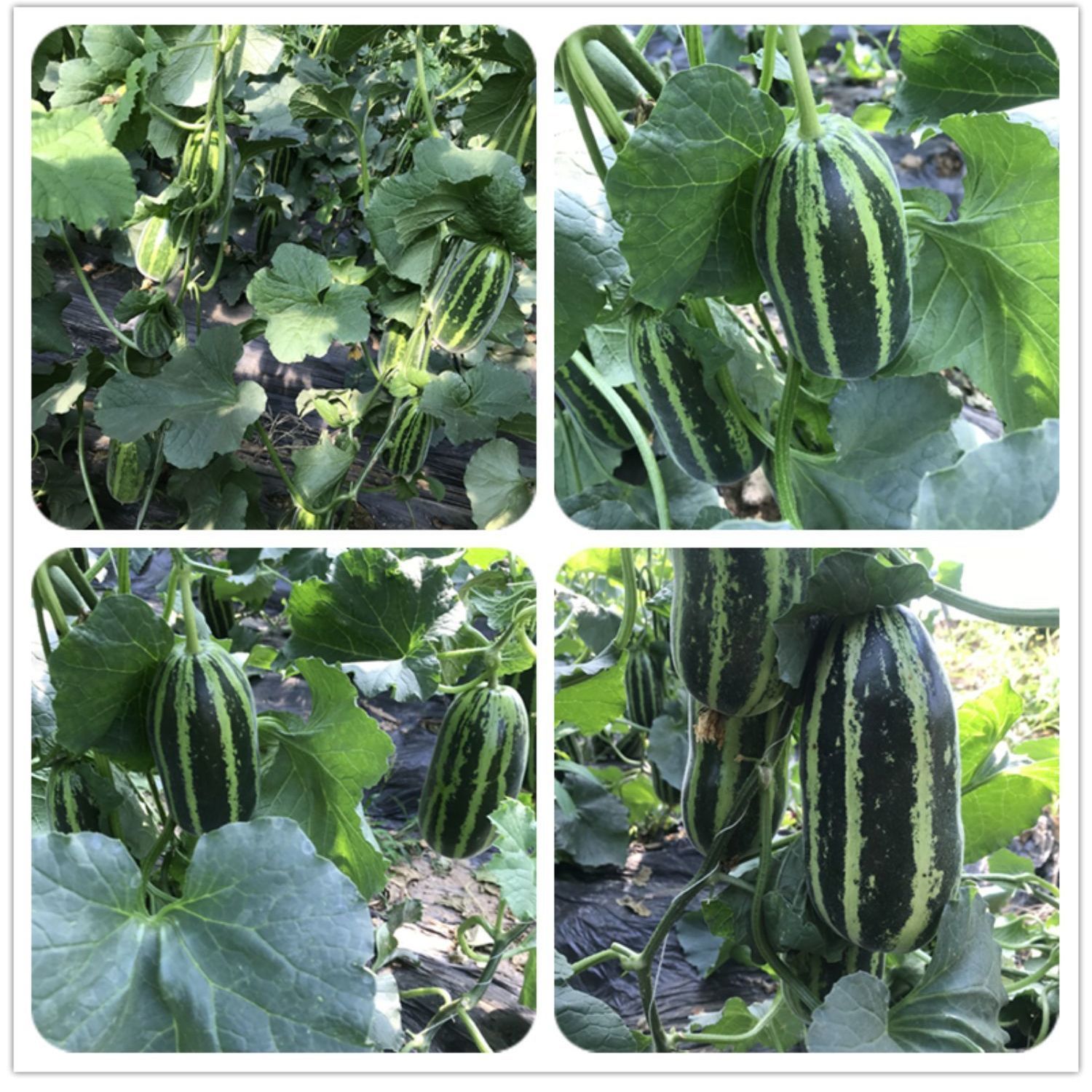 正宗山东博洋9号甜瓜脆瓜蜜瓜小香香瓜新鲜甜瓜