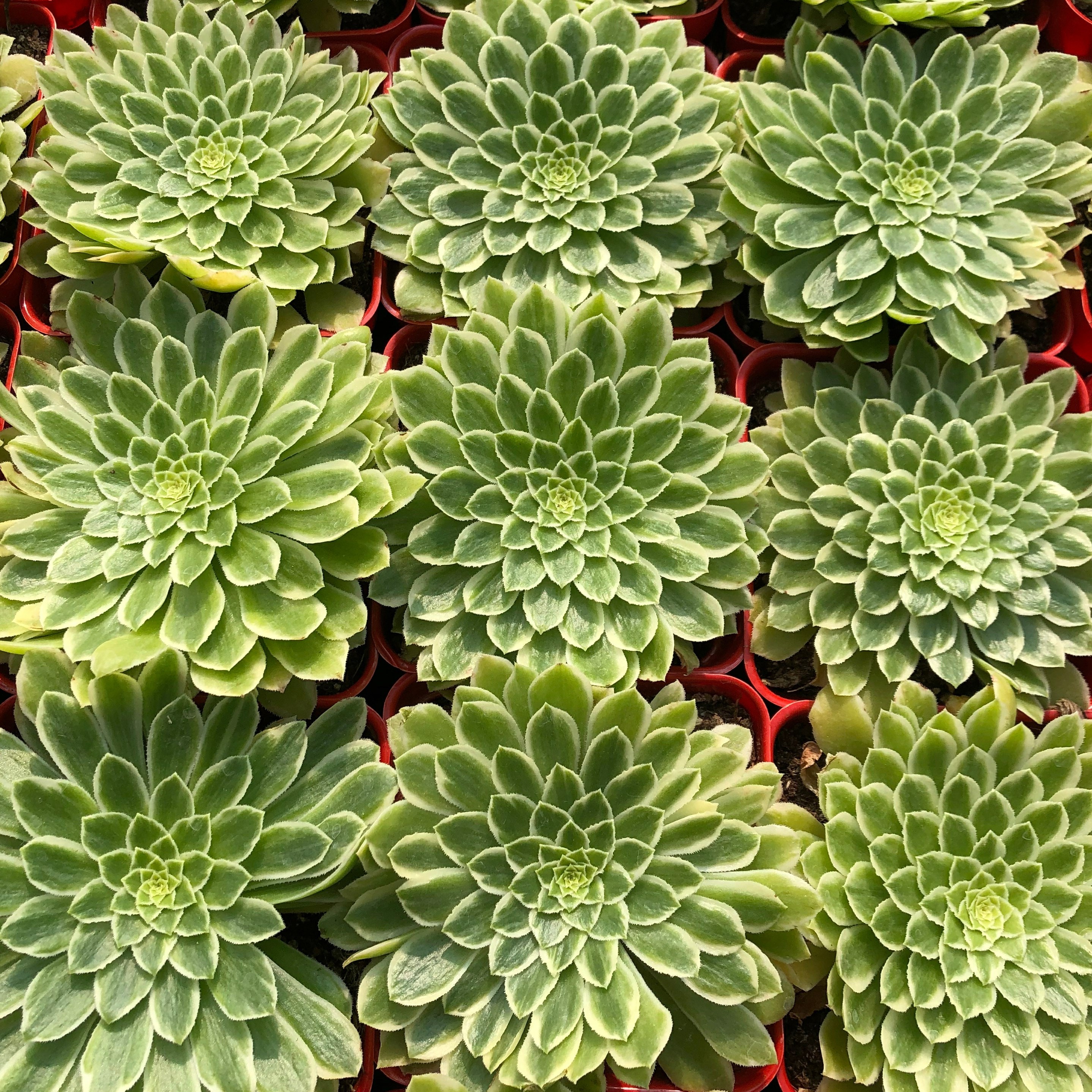 多肉植物翡翠法师三仙大单头多头新老室内装饰花卉多肉植物