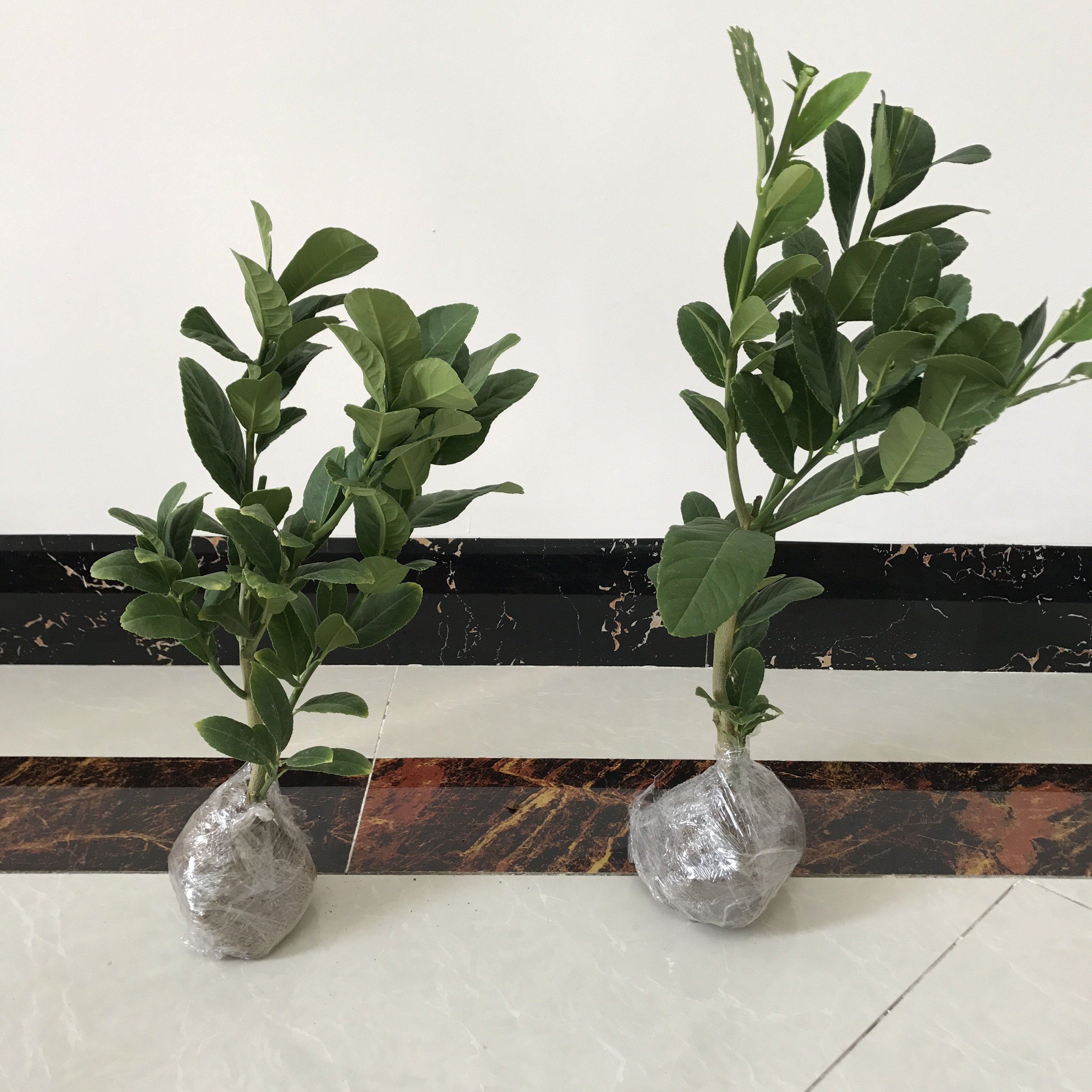 佛手树苗正宗南方北方种植盆栽果子发货当年果树