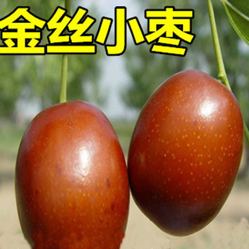 树苗枣树嫁接金丝小枣南方北方果树地栽当年结果果树