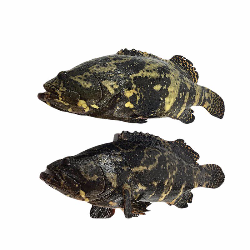 老虎斑鱼鲜活石斑鱼虎斑海鱼新鲜海鲜深海水产手机保护套