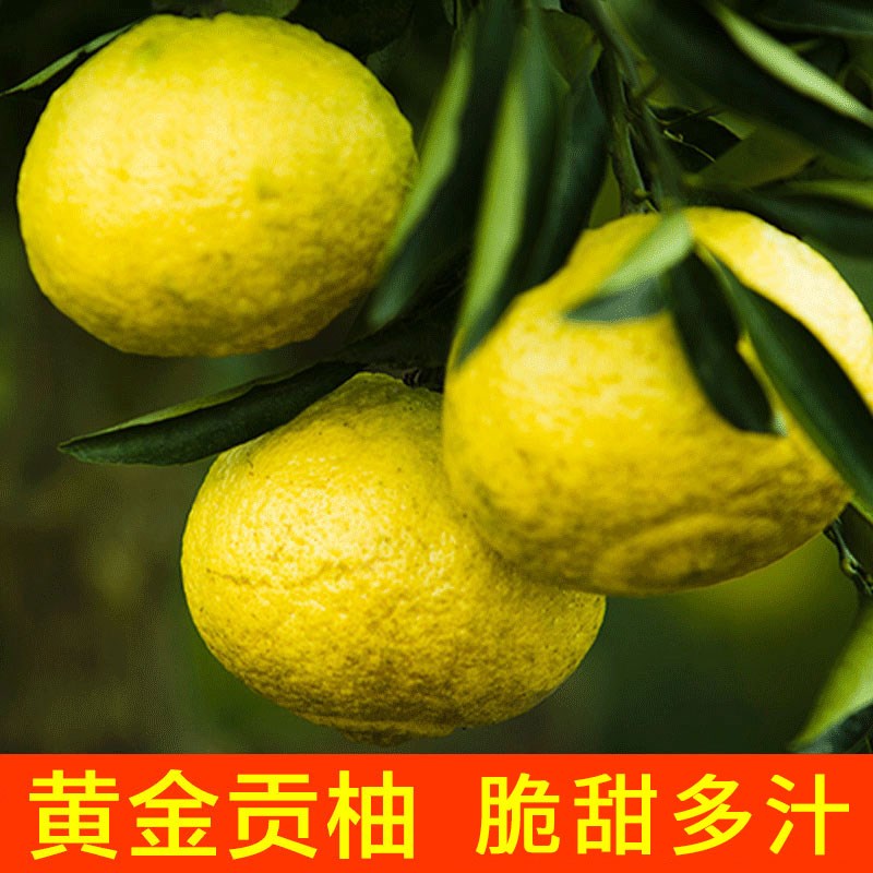 树苗正宗象山青春香桔柚黄金贡橘子盆栽砂糖果树