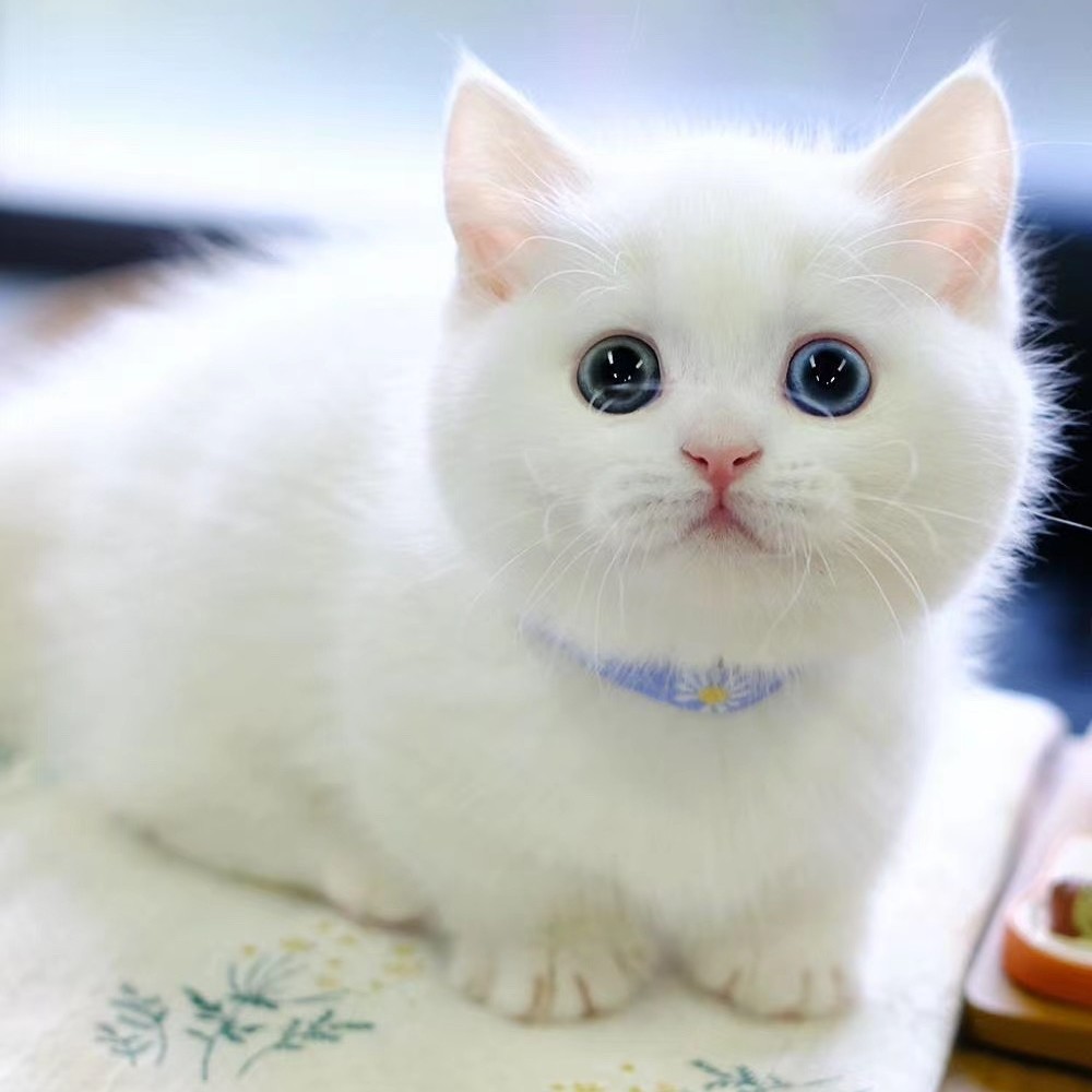 曼基康矮脚白色纯种血统短毛宠物活物小奶猫咪猫咪