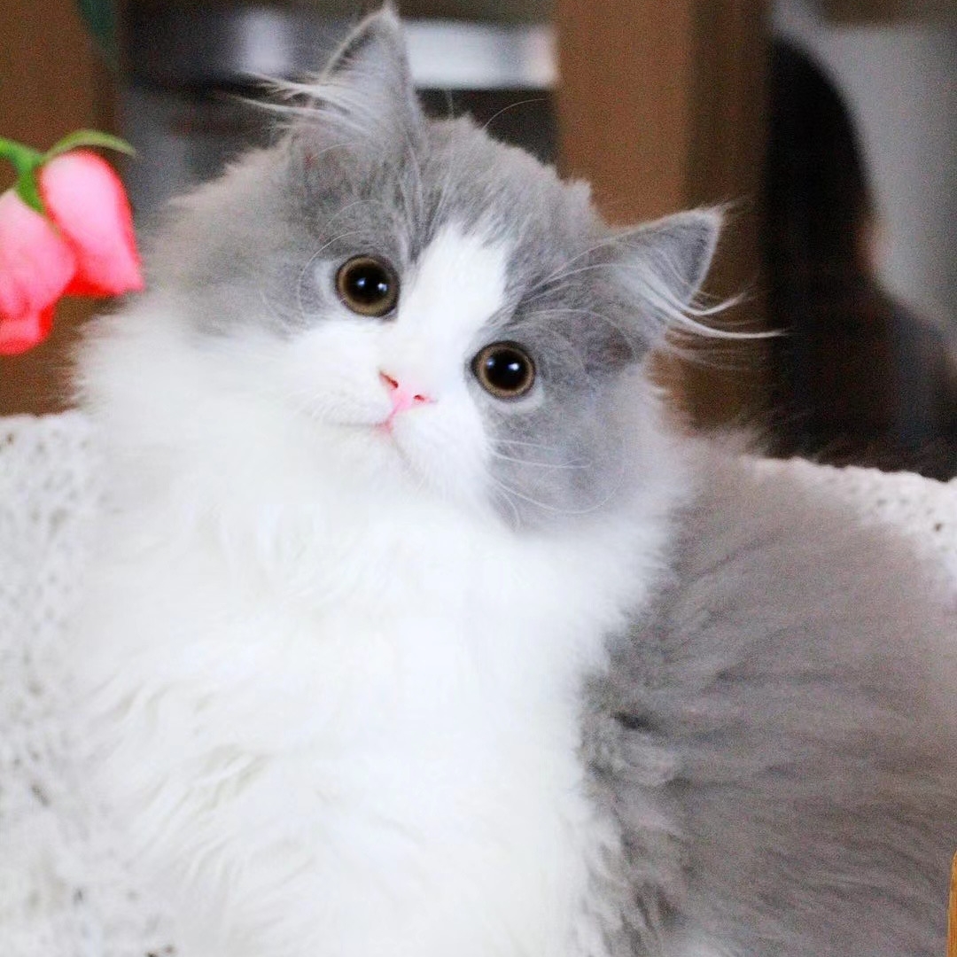蓝白高地长毛英国黑白五粉鼻子纯种拿破仑宠物猫咪