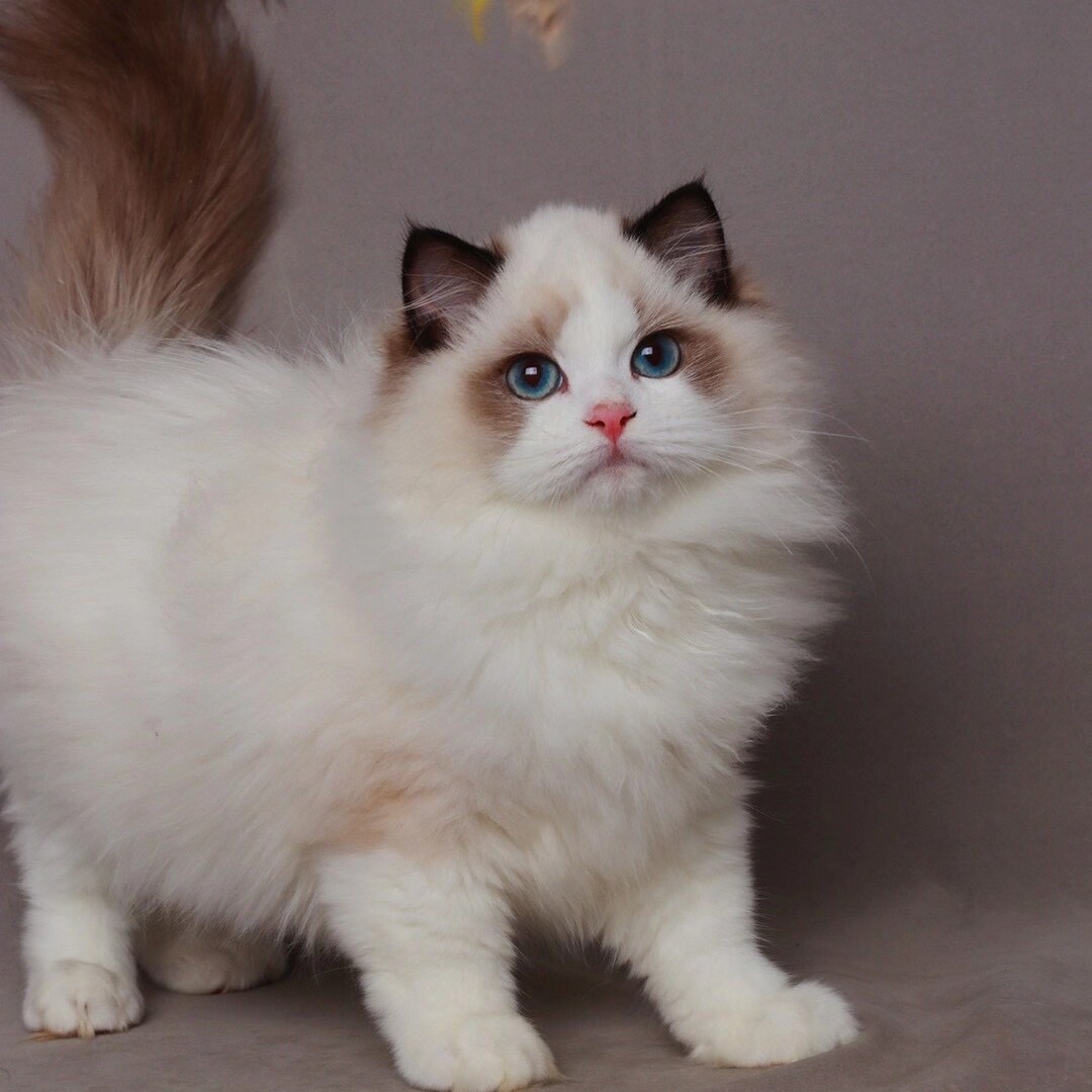 布偶猫海豹双色长毛纯种波斯宠物小奶猫咪物体猫咪