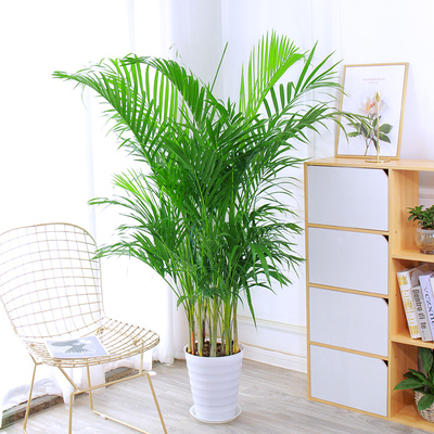 散尾室内盆栽甲醛客厅落地办公室网红植物凤尾盆景大型绿植