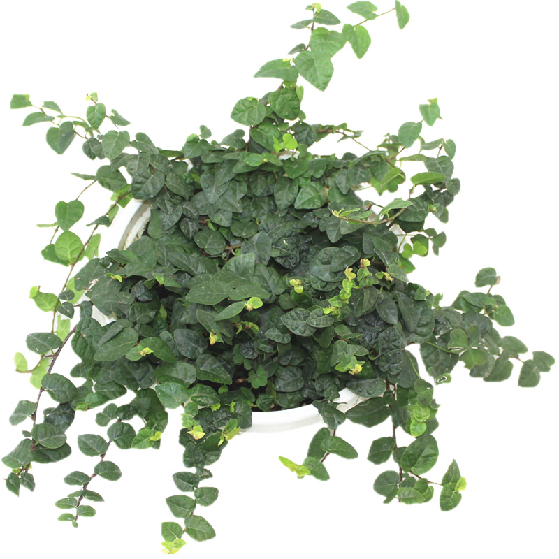 薜荔盆栽围墙假山爬墙爬藤植物雨淋造景绿植绿植