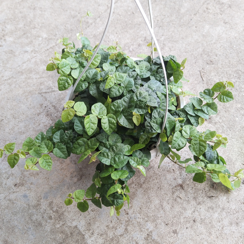 薜荔盆栽围墙假山爬墙爬藤植物雨淋造景绿植绿植