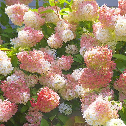 圆锥绣球草莓圣代石灰粉色精灵花苗1加仑阳台时令草本花卉