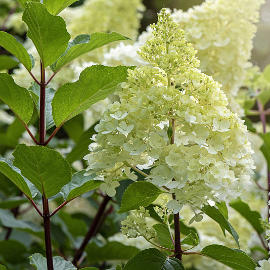 圆锥绣球草莓圣代石灰粉色精灵花苗1加仑阳台时令草本花卉