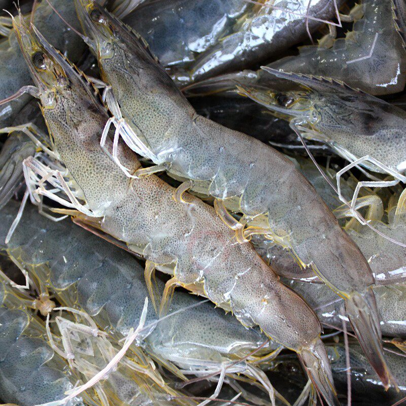 鲜活3斤对虾新鲜海虾冷冻大虾大个青岛鲜甜手机保护套