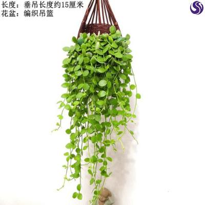 植物气多空气净化垂吊悬挂金钱多多钱多多盆栽绿植