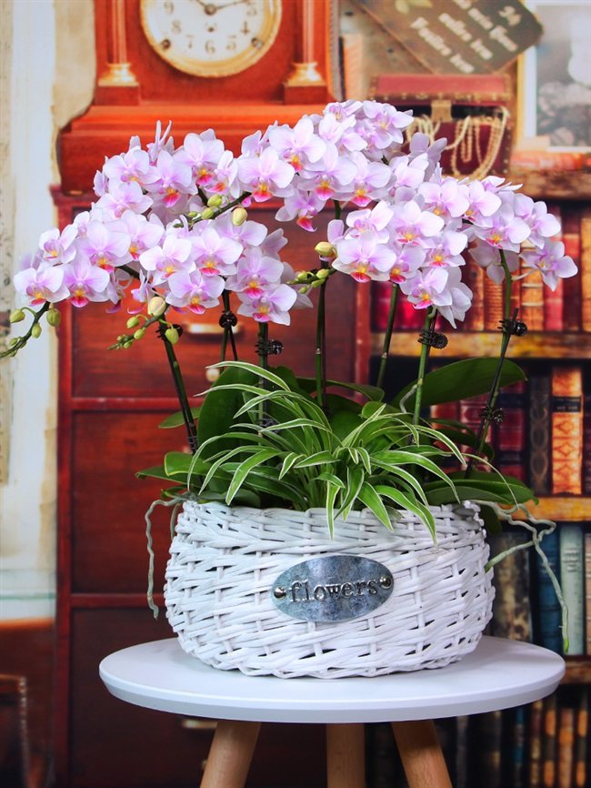 藤编花盆蝴蝶兰高档柳编花卉兰花组合花篮绿植花篮