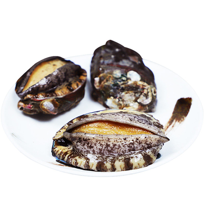 鲍鱼大连小平新鲜海海鲜水产鲜活500g活鲜6头鲍鱼