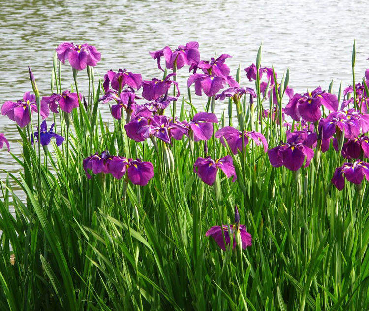 黄菖蒲水草鸢尾黄花池塘鱼塘植物水挺花卉水生家庭园艺种子