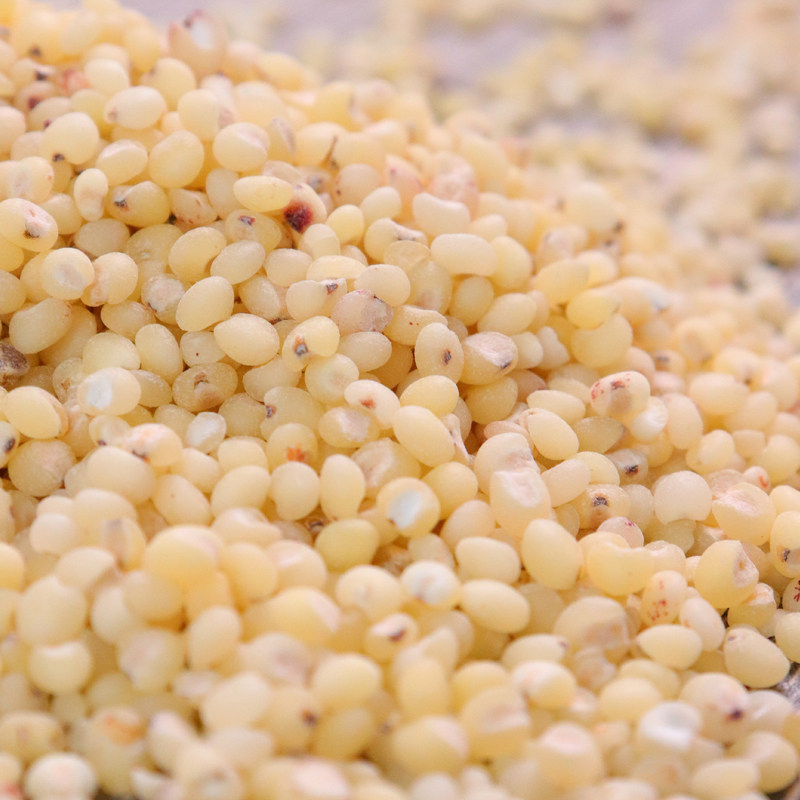 白高梁酿酒粮米米高高梁脱壳2发新米粗粮食用其它粮食