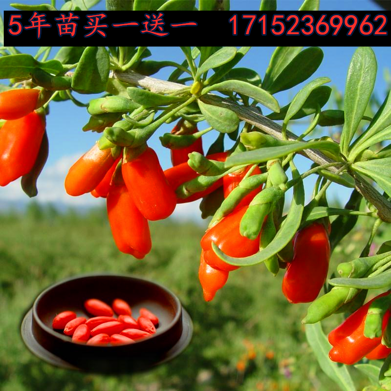 枸杞树苗宁夏5号盆栽南方北方种植基地直销果树
