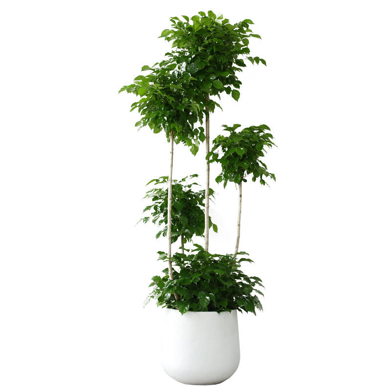 幸福树盆栽植物室内客厅净化空气盆景多头多层造型大型绿植