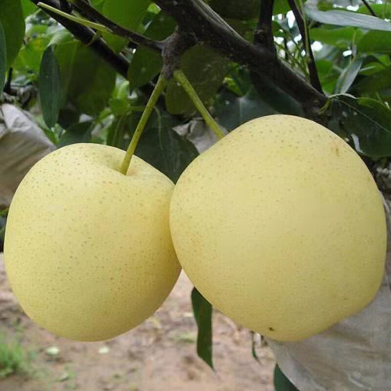 5斤装山东黄金梨现摘现发梨子
