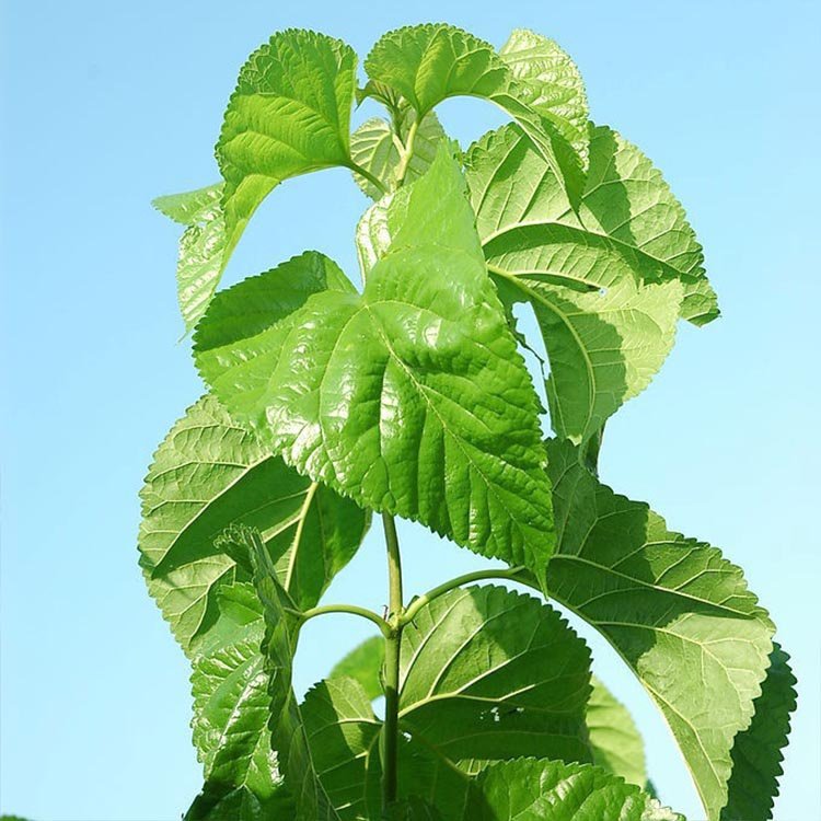 桑叶新鲜鲜嫩蚕宝宝桑蚕叶树大小蚕桑特嫩现摘蚕宝宝