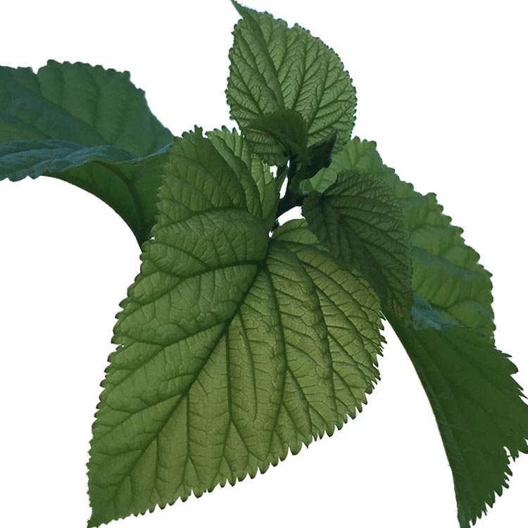 桑叶新鲜鲜嫩蚕宝宝桑蚕叶树大小蚕桑特嫩现摘蚕宝宝