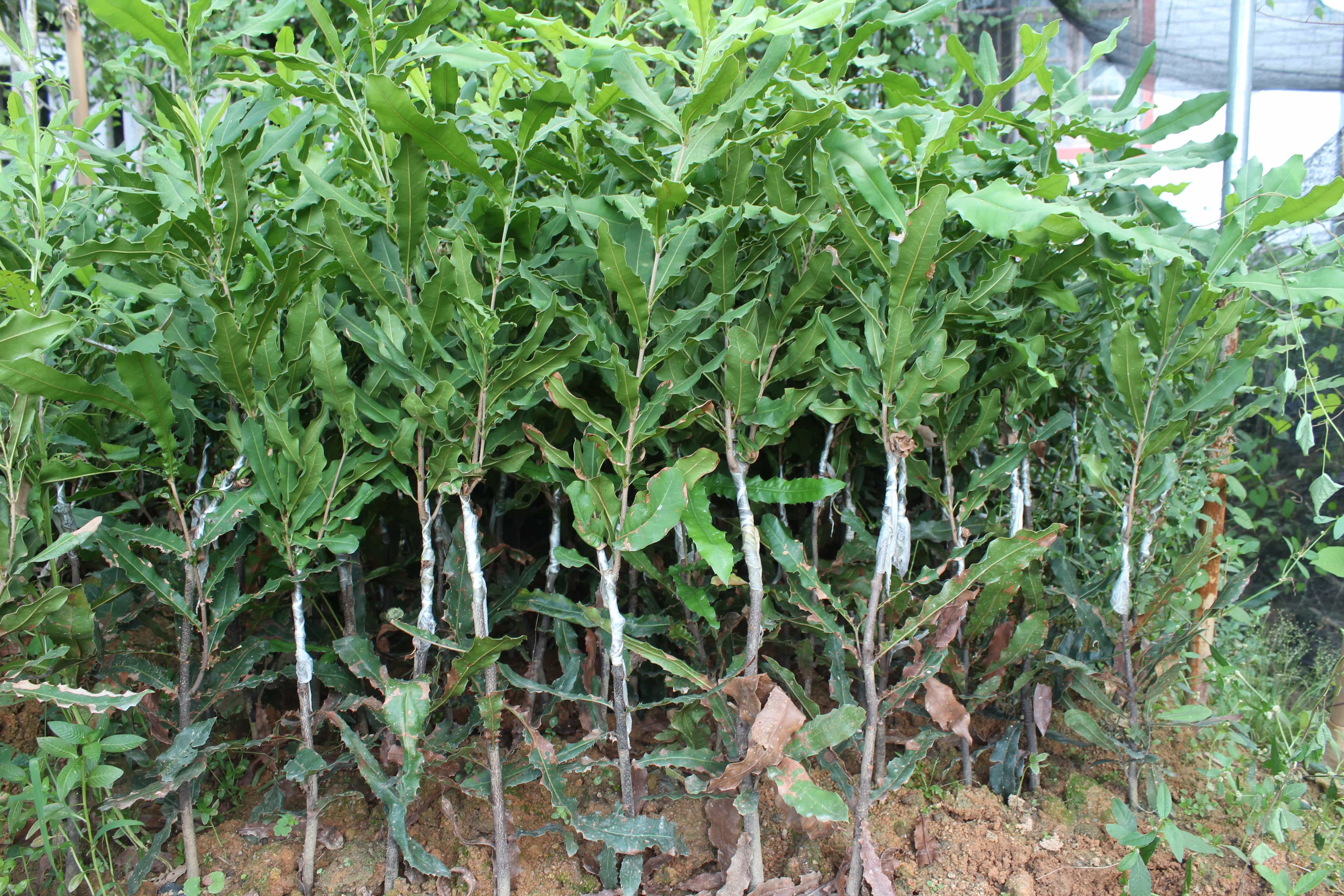 坚果果苗树苗澳洲嫁接夏威夷带叶带泥杯庭院种植果树