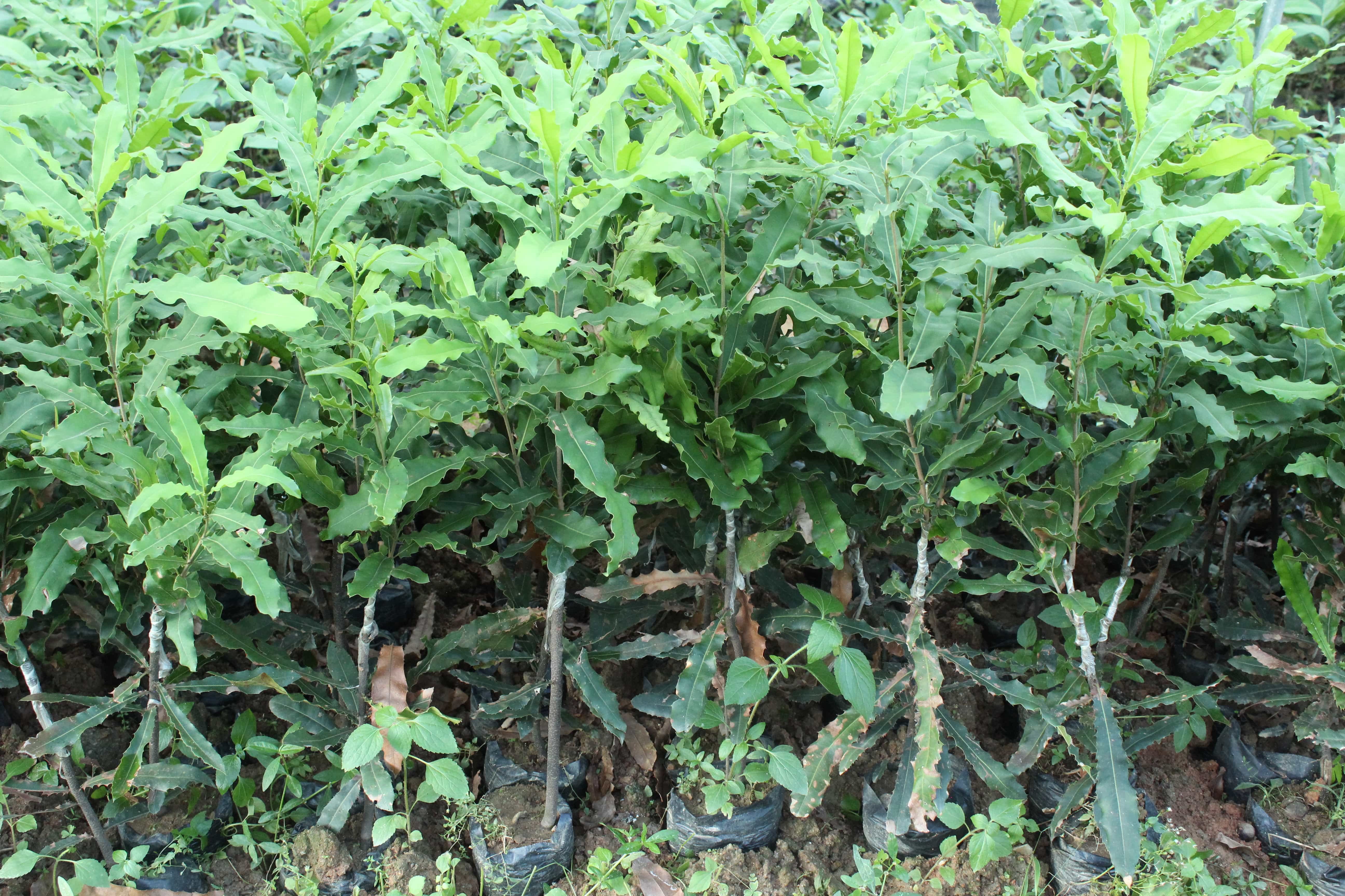 坚果果苗树苗澳洲嫁接夏威夷带叶带泥杯庭院种植果树