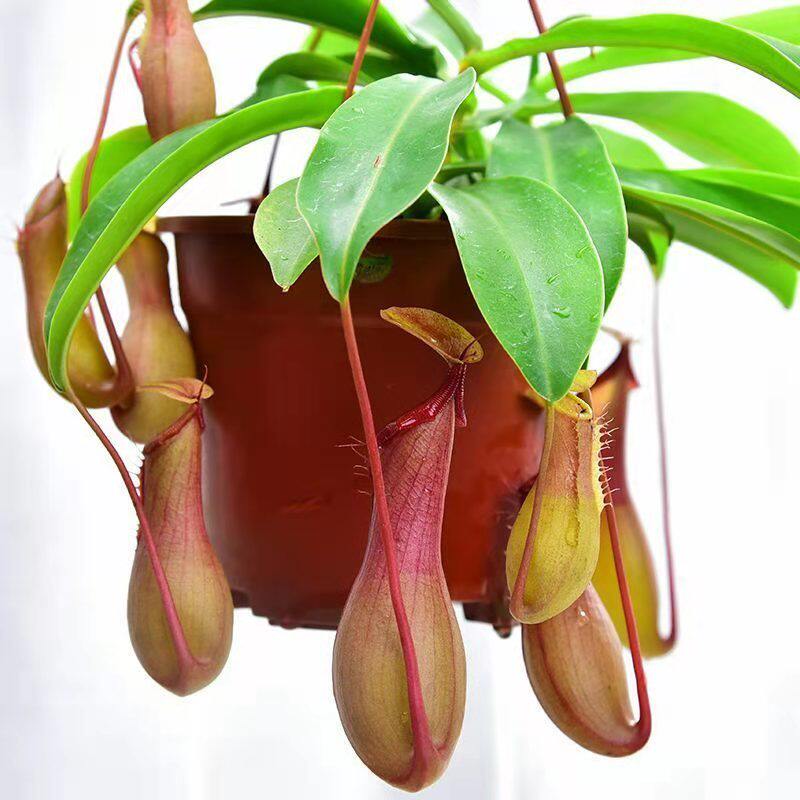 猪笼草养殖成活易成活绿植趣味盆栽垂吊室外植物绿植