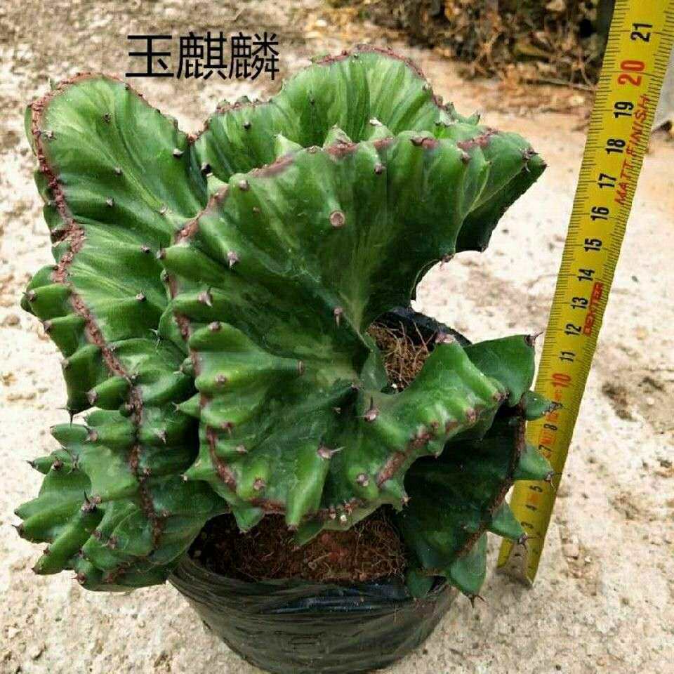 盆景麒麟多肉室内客厅景好植物好养玉麒麟桌面多肉植物