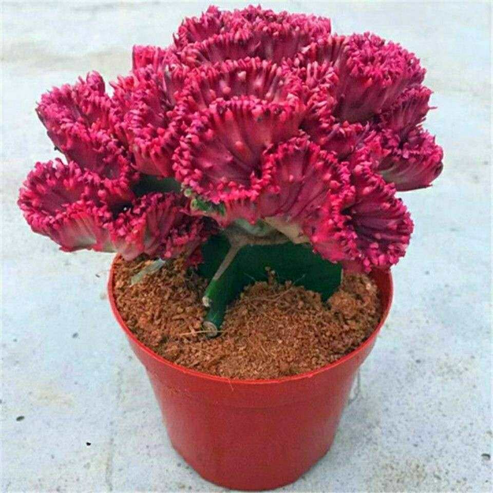 盆景麒麟多肉室内客厅景好植物好养玉麒麟桌面多肉植物