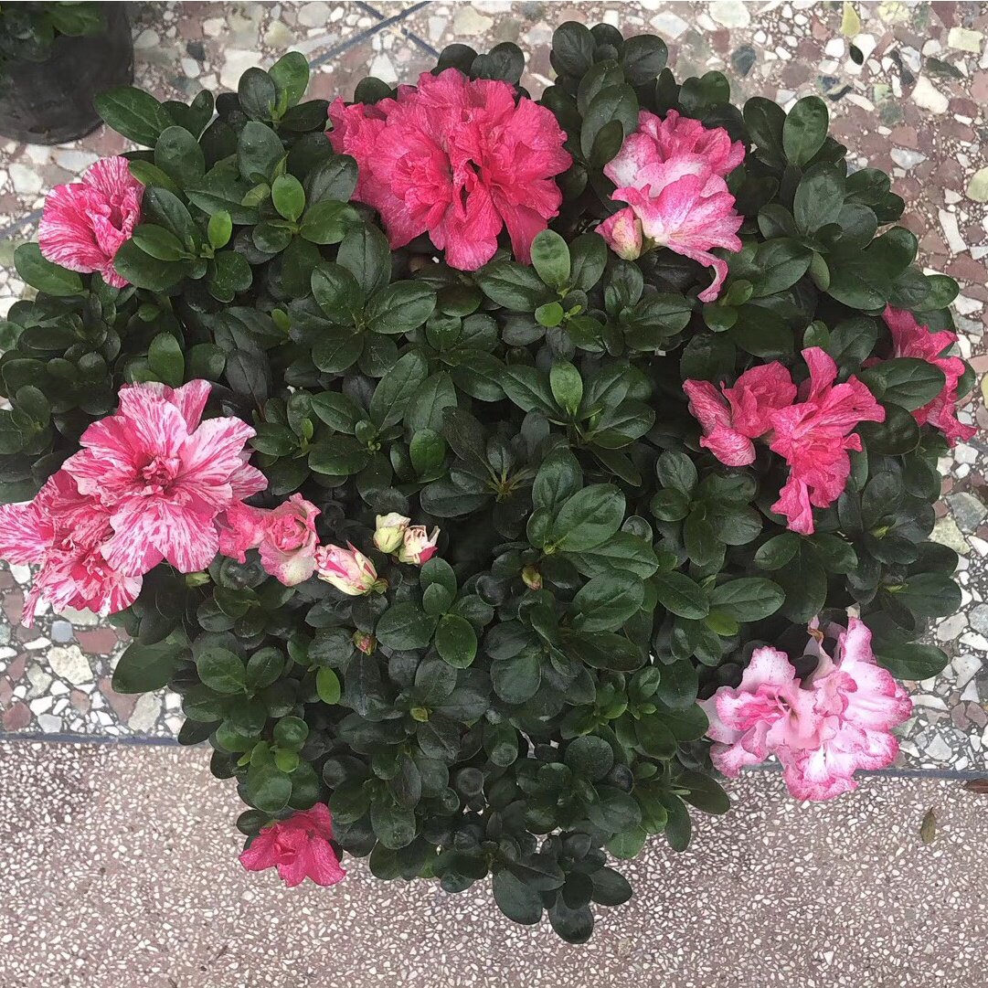 新品世纪曙光杜鹃花喷砂一树多色室内外阳台庭院花卉花卉
