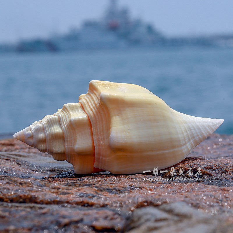 贝壳黄海海螺天然然稀有名螺黄宝螺超大黄蜗螺海螺
