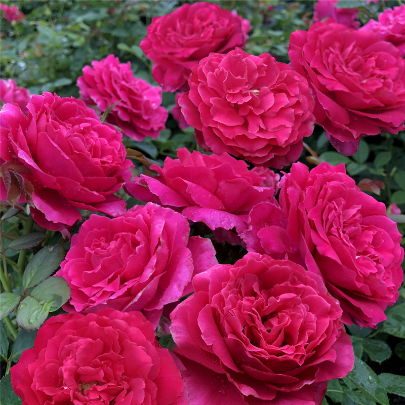 阳台魅力波浪褶裙灌木月季月季花花苗庭院花卉花卉