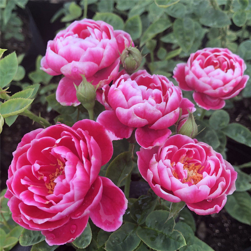 日本玛丽妖花玫瑰切花月季勤花四季开花阳台时令草本花卉