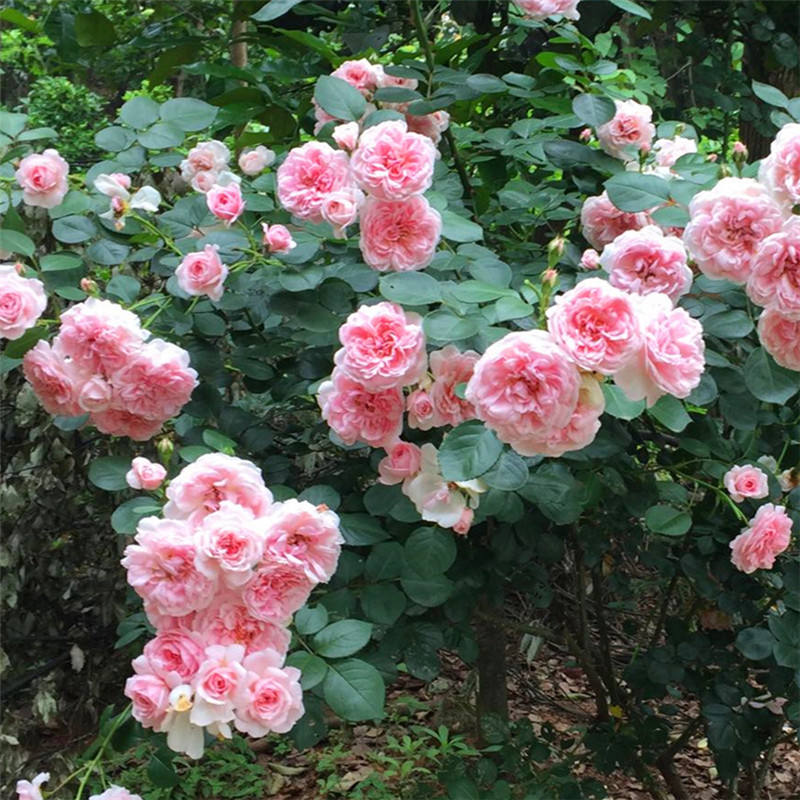 灰姑娘攀援月季月季花花苗温和香多季勤花抗病庭院花卉