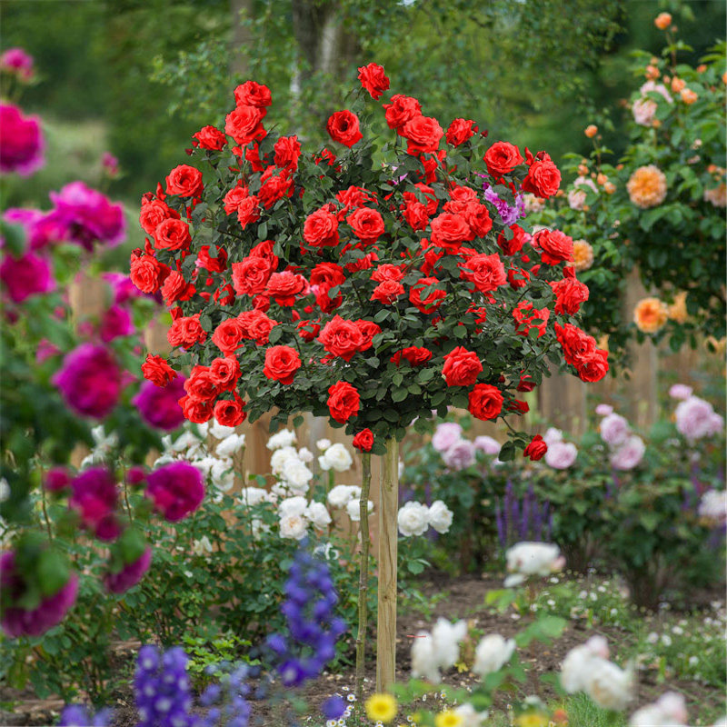 树桩花苞浓香玫瑰树状嫁接庭院地栽月季四季时令草本花卉