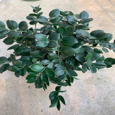 竹柏盆栽圆叶嫁接宝石绿好养观叶赏型植物阳台绿植