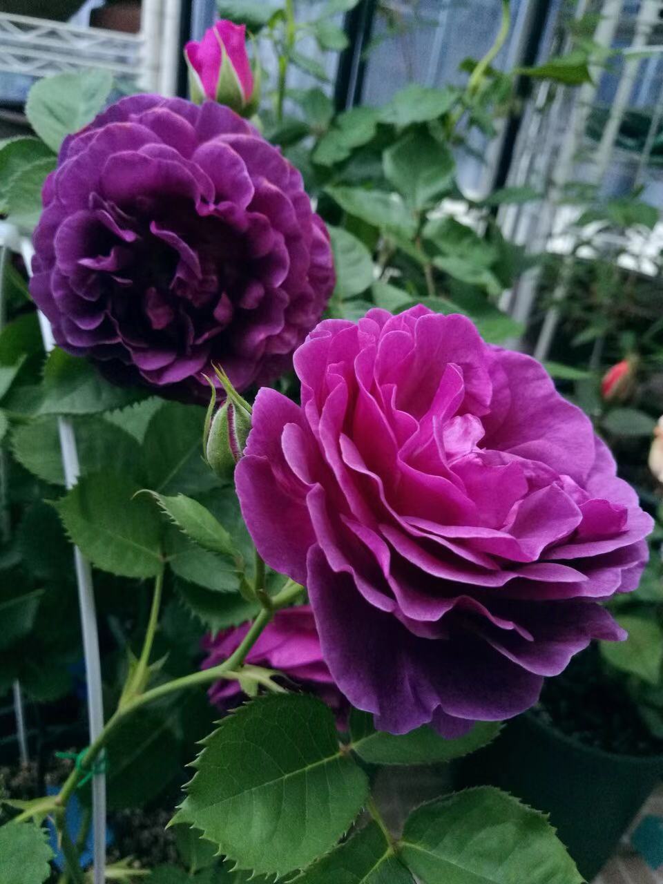 月季比利时苗密涅瓦大花浓香蓝紫色庭院阳台盆栽花卉